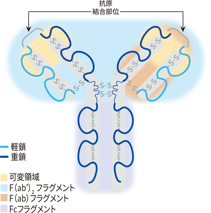 抗体の仕組みと種類を理解しよう M Hub エムハブ