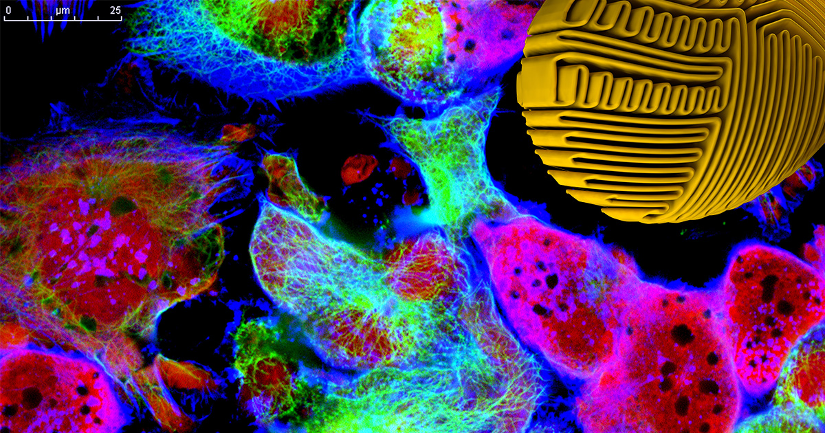 細胞を生きたまま染色する新しい蛍光色素 | M-hub（エムハブ）