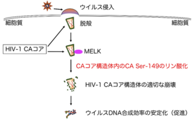 研究最前線 エイズウイルス感染の仕組みを解明 治療薬の突破口に M Hub エムハブ