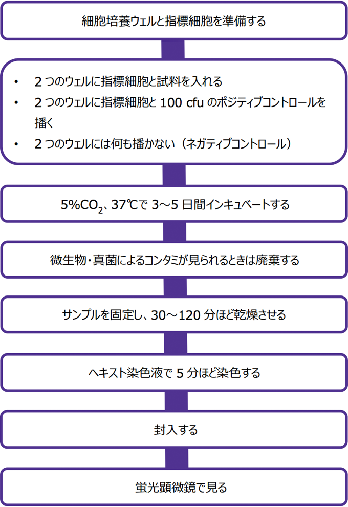 マイコプラズマ汚染検出方法 直接培養法 と Dna染色法 M Hub エムハブ